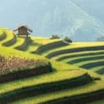 riziere en terrasse à mu cang chai