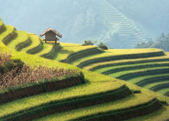 riziere en terrasse à mu cang chai