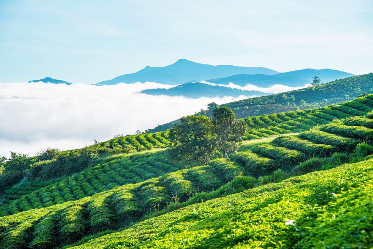 Colline del tè di Tam Chau - Una bellissima immagine della natura