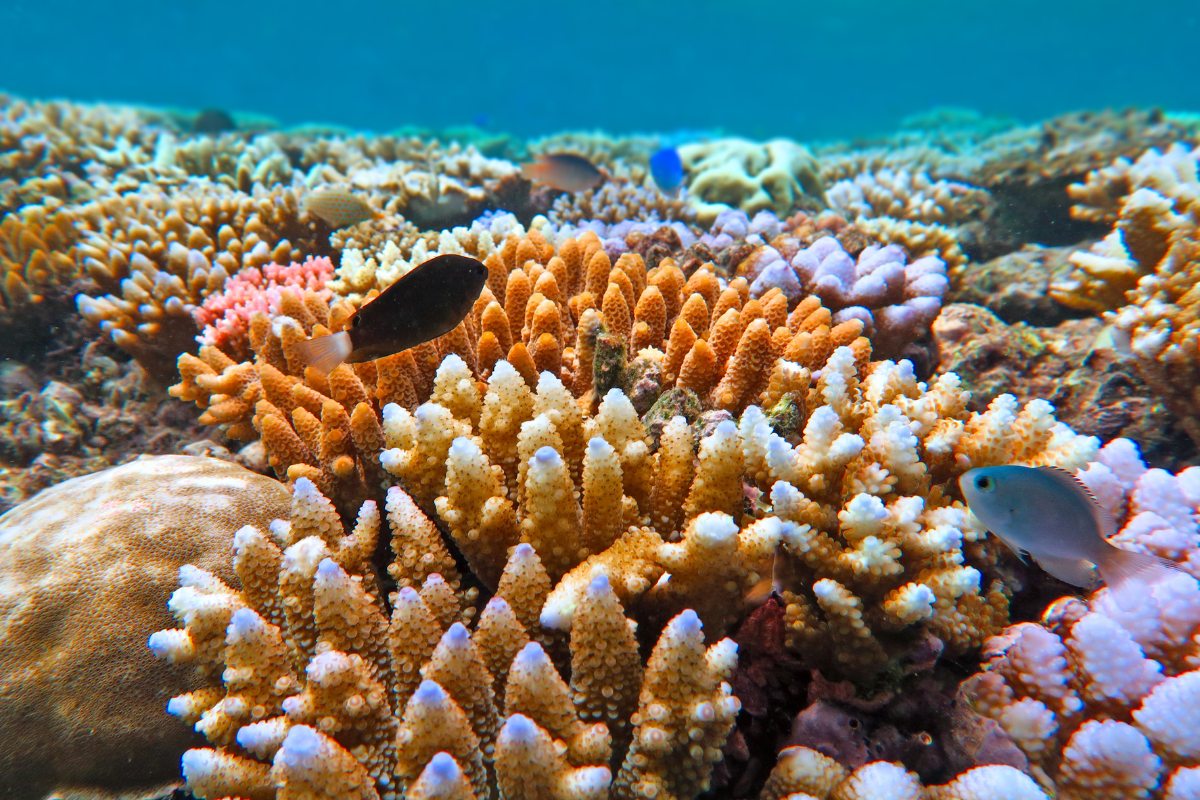 Cu Lao Cham un regno di coralli al largo della costa di Hoi An