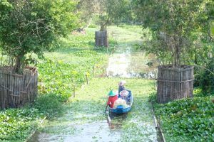 la forêt de cajeput de tra su