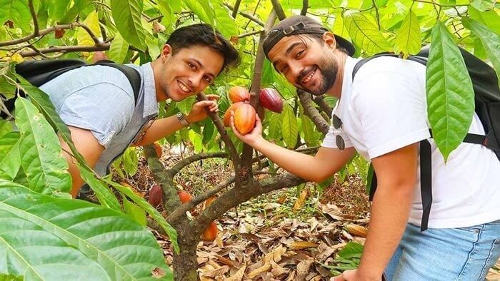 fattoria di cacao biologico a Can Tho (Fonte: Vinpearl)