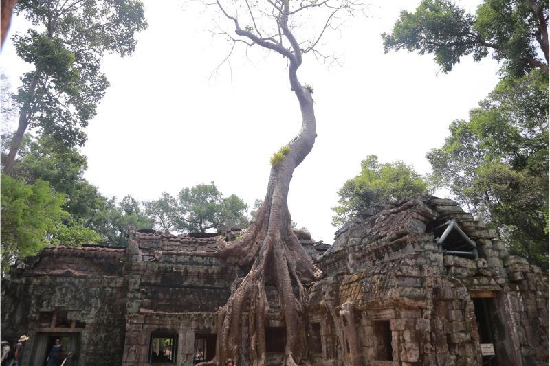 temple ta prohm au cambodge (fote: Aucoeurvietnam)
