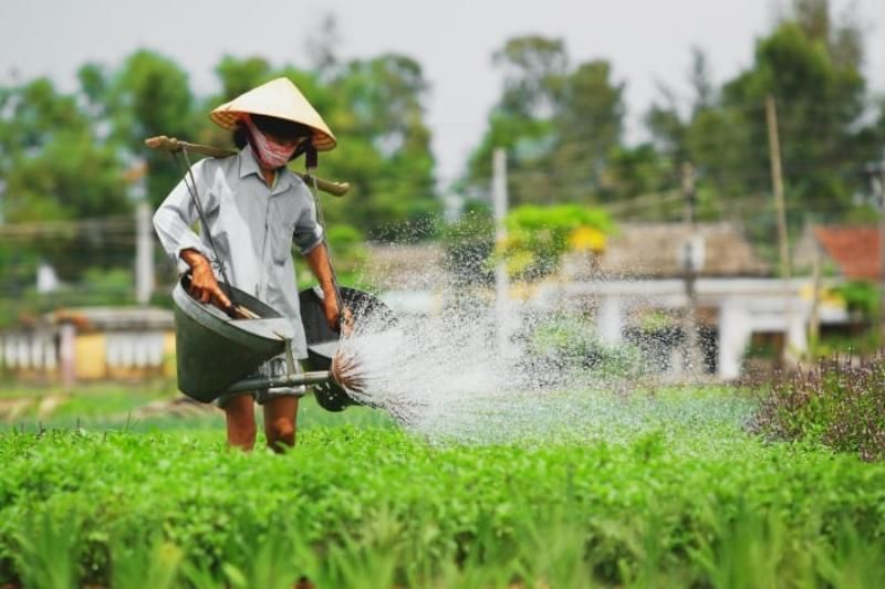 la beauté de travail à villages de légumes de tra que, hoi an (1)