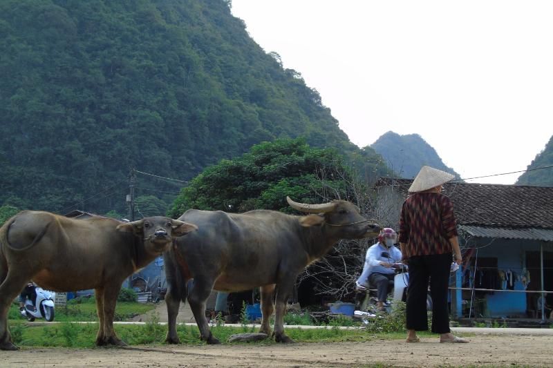 le paysage très paisible dans la campagne à cao bang (1)