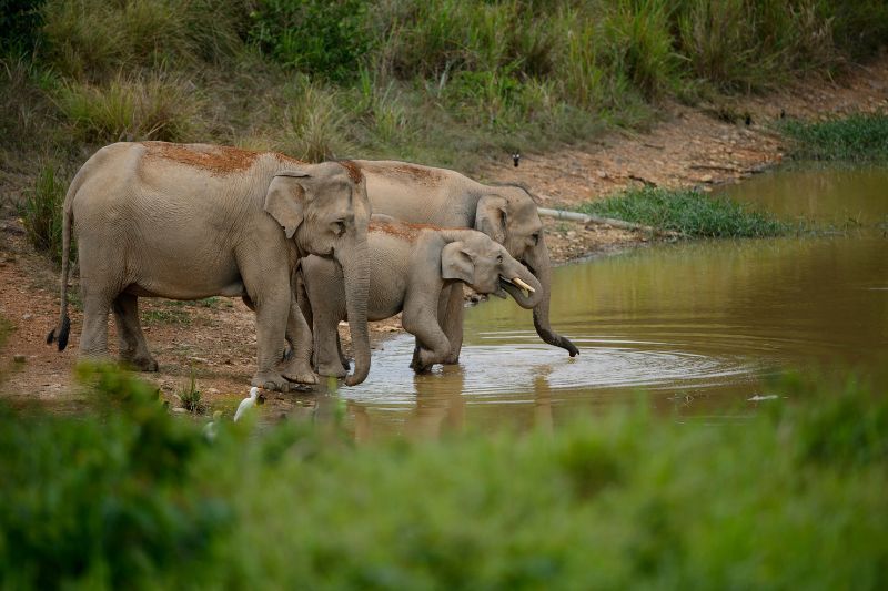 gli elefanti asiatici in cambogia