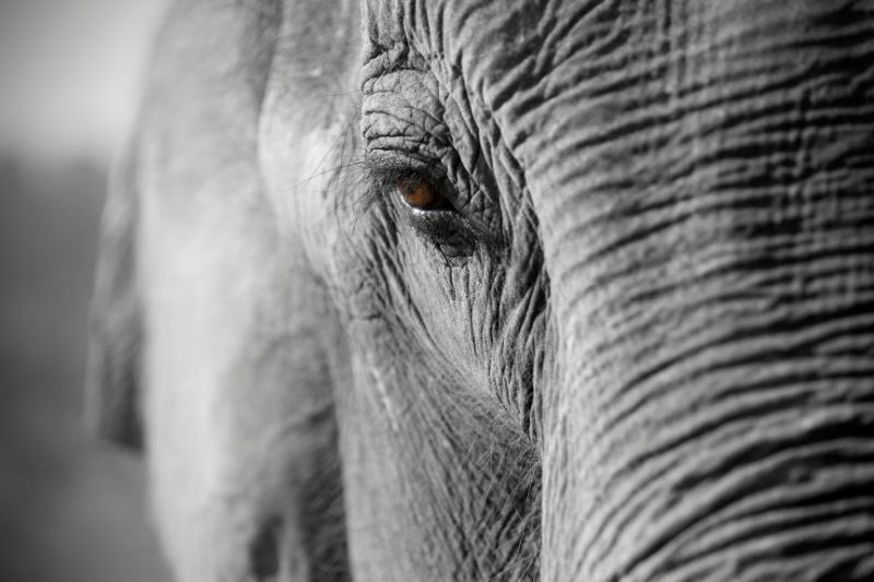 testa d'elefante in vietnam, in bianco e nero