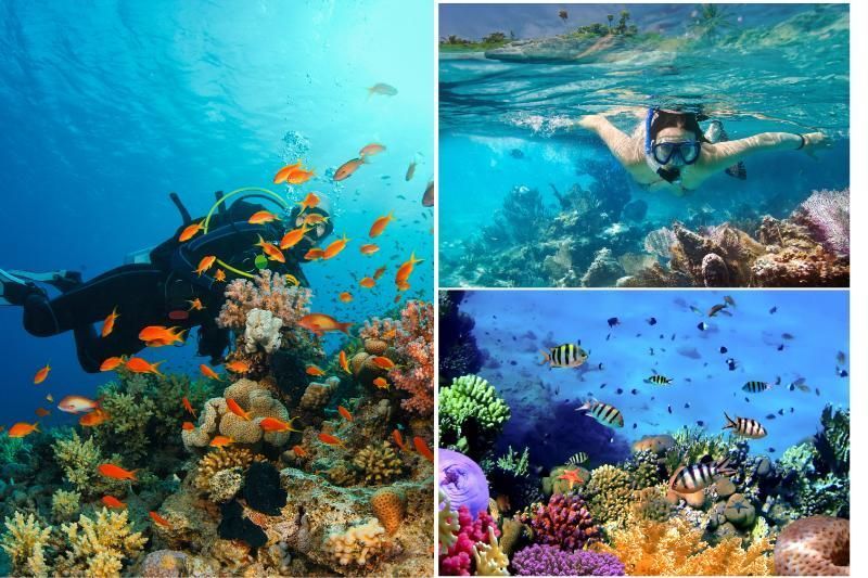 immersioni e snorkeling