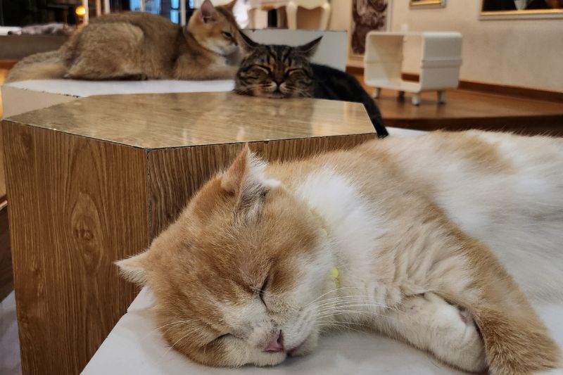 cat café a saigon
