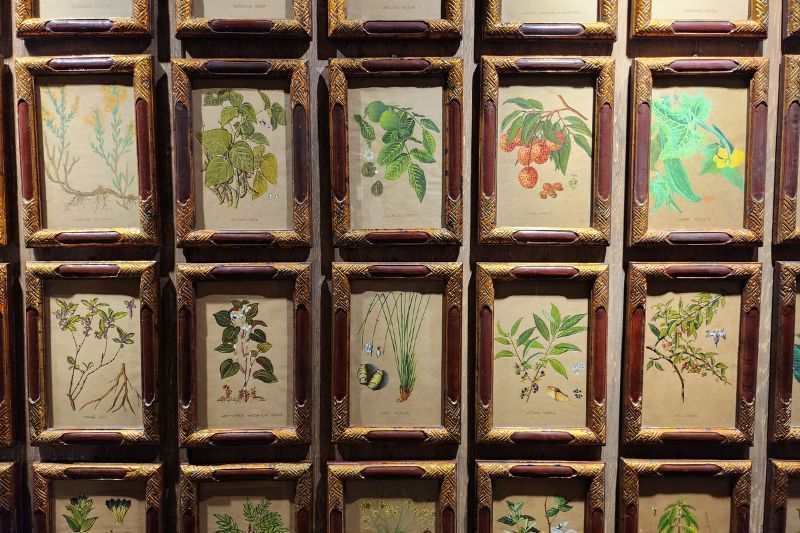 museo della medicina tradizionale vietnamita fito