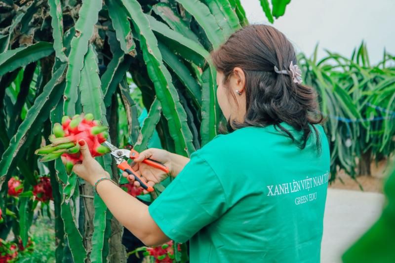 récolte des pitayas avec les locaux à binh thuan