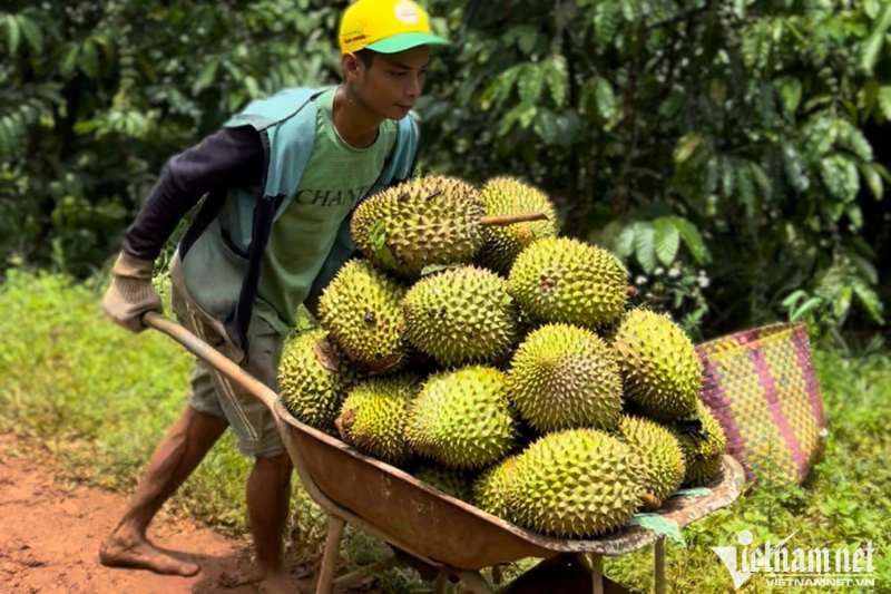 durian vietnamien