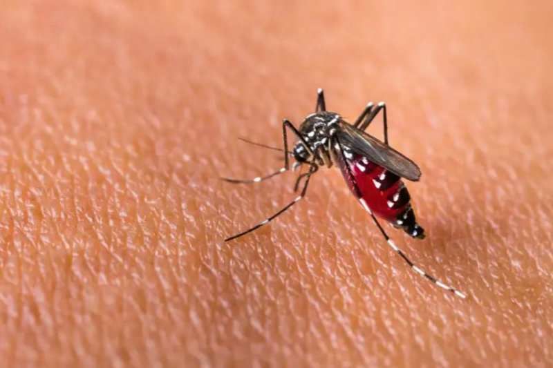 moustiques au vietnam