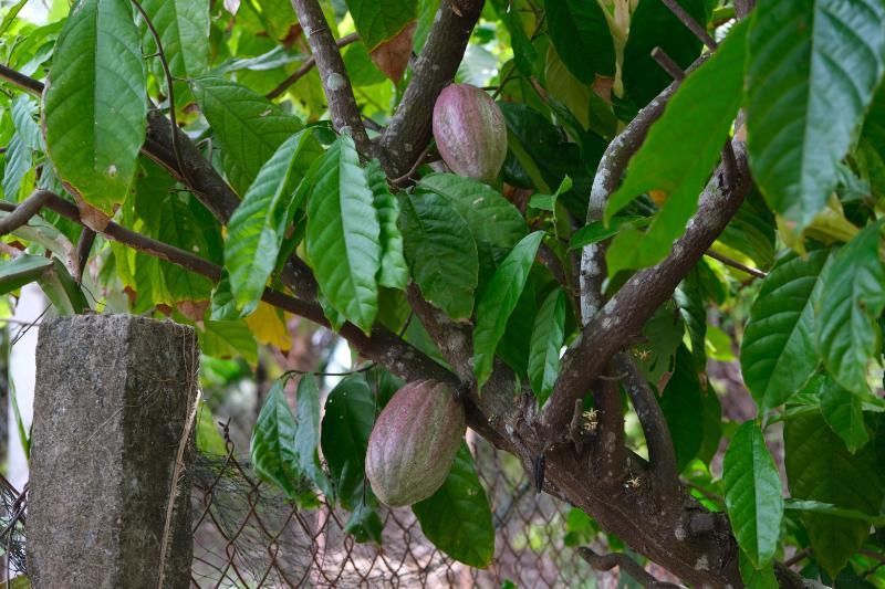 cacao vietnam