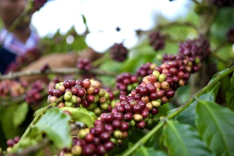 les fruits rouges de cafés