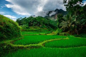 rizieres-a-mai-chau-300x200