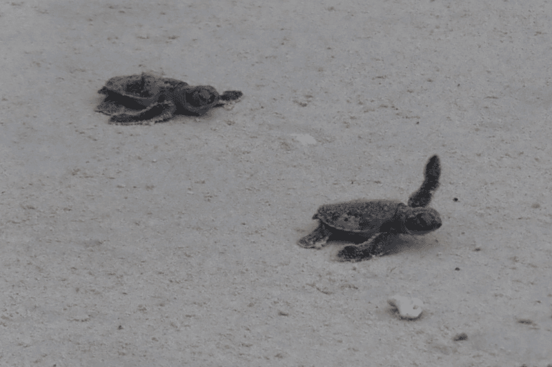 bébés tortues (source-aucoeurvietnam)