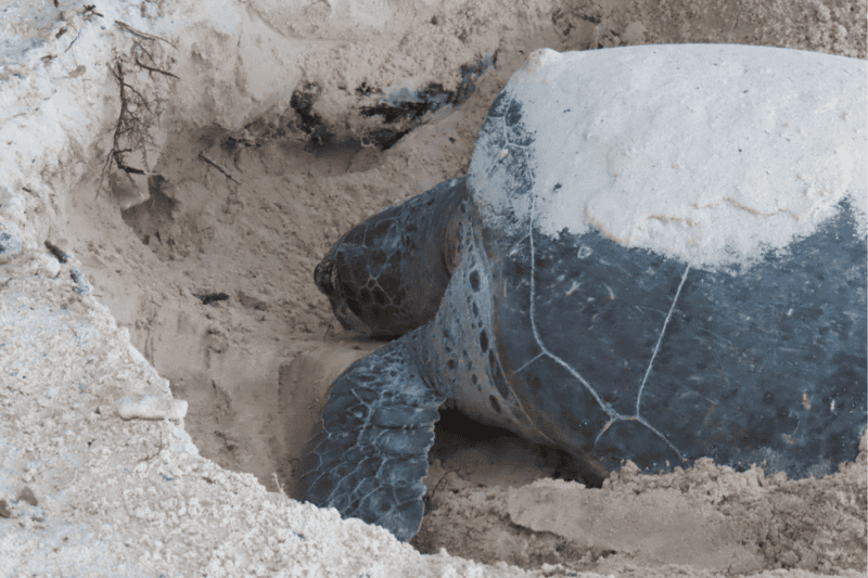 tortue venant pondre ses oeufs à con dao (source-aucoeurvietnam)